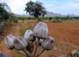 A closeup of a cluster of Calotropis procera buds, commonly known as milkweeds, Apple of Sodom or Sodom apple. The buds are a pale green color with purple stripes, showcasing their unique appearance. photo