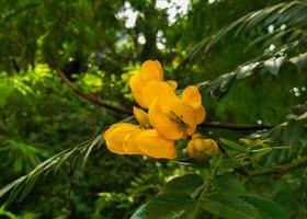 A vibrant cluster of yellow Senna spectabilis flowers blooms from a branch, set against lush green foliage. The delicate, veined petals create a striking contrast with the deep green leaves. photo