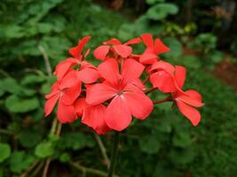 A close-up of a vibrant red geranium in bloom against a blurred green background. Delicate petals with smooth texture and subtle veining, evoke freshness and warmth. Perfect for floral themes. photo