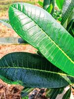 Frangipani leaves come from the Plumeria plant, also known as frangipani. These leaves are single, dark green, and elongated, typically growing in clusters at the ends of the branches. photo