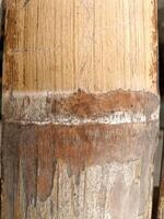 OLD bamboo texture for HUT pole photo