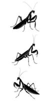 Silhouette of a Mantis Insect for Nature Illustrations vector