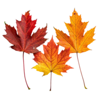 Colorful autumn maple leaves in bright red and orange shades collected on a transparent background suitable for autumn ornament design png