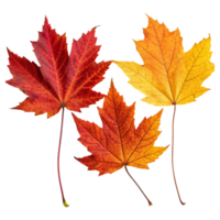 maple autumn leaves different color on a transparent background suitable for autumn ornament design png