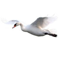 Soaring White Swan A Beautiful Representation of Grace and Freedom on a Transparent Background for Your Artwork png
