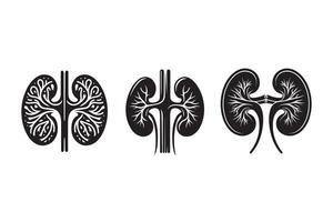 Human Kidney organ Silhouette vector