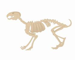 Illustration of a rabbit skeleton on a white background. Study of zoology. vector