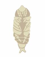Illustration of a roach larva on a white background. vector
