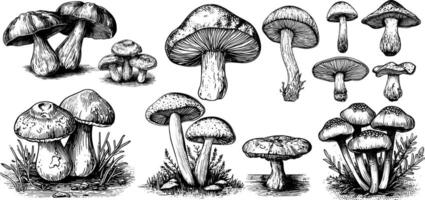 set of forest mushrooms. Vintage botanical illustration with isolated ink etching. vector