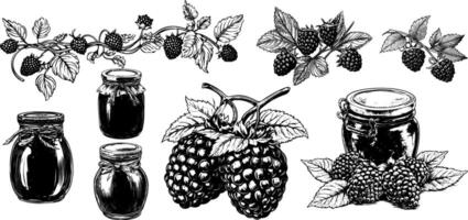 set of raspberry and blackberry berry, jam and branch. Hand drawn sketch of black berries with vintage engraving. vector