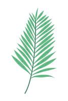 leaf tropical branch icon design isolated vector