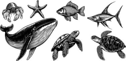 illustration of swordfish, turtle, and sailfish. Vintage sketch of crab and starfish with black line art. Engraved carp design. vector