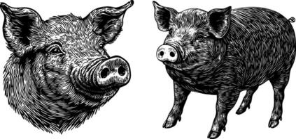 Vintage Illustration Set of Pig and Head Hand Drawn Sketches of Pork. vector