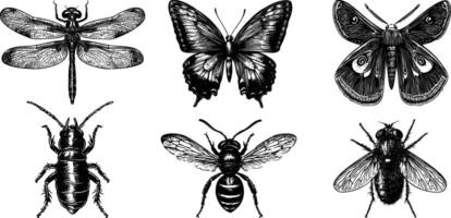 set of insect illustrations wasp, bee, housefly, dragonfly, moth, butterfly and termite. Vintage black outline sketches with engraved texture. vector