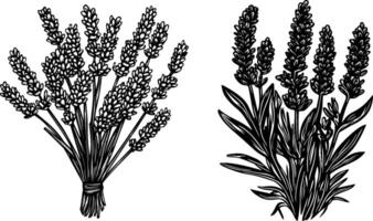 Vintage set of lavender bouquets. Hand drawn black line sketches of Lavandula flowers, branches, and leaves. vector