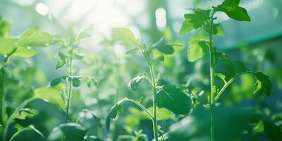 Green plants in a greenhouse with sunlight shining through photo