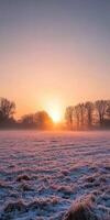 Frosty sunrise over a meadow with silhouetted trees in winter photo
