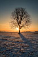Sunset behind a solitary tree in a snowy landscape during winter photo