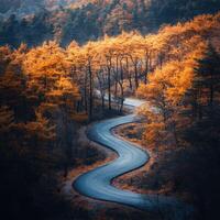 Winding road through autumn foliage in a serene forest setting photo