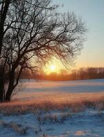 Winter sunset over a snowy field with bare trees in the foreground photo