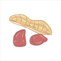 The peanut shell that sits on top of two peanuts. The peanut shell has a textured surface with lines that indicate the segments of the peanut shell. The two peanuts underneath are reddish brown. vector