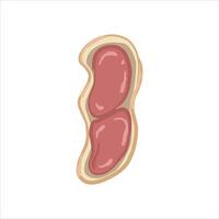 Hand drawn peanut illustration. The peanut has a brown outer shell and two reddish brown peanuts inside. vector