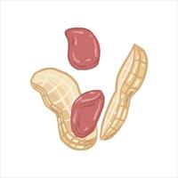peanuts with the skin and peanuts visible separately vector