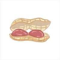 Hand drawn peanut illustration. The peanut has a partially open shell, revealing two round peanuts inside. The shell has a fibrous texture pattern, and the peanuts are red. vector