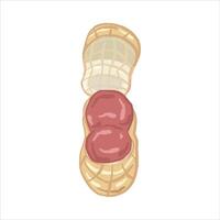 hand drawn illustration of a peanut with the shell open, revealing two reddish brown peanuts inside. vector