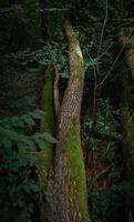 Tree log in forest with moss and dark background photo
