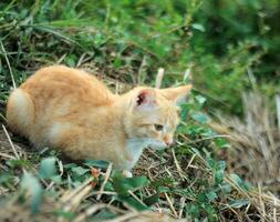 Funny Orange Cat Sitting with Blur Background photo