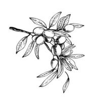 Olive tree branch with leaves and berries Black and white graphic hand drawn illustration. Botanical clipart for food menu design, greeting card, product label Isolated line art from background vector