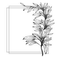 Olive tree branch, no fruit with leaves square frame. Black and white hand drawn illustration. Fruitless rosemary, bay leaf template for card, food label, shop Isolated line art from background vector