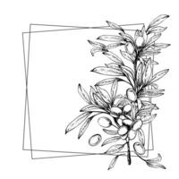 Olive tree branch with leaves and berries fruit square frame. Black and white graphic hand drawn illustration. Clipart for food menu, card, label template. Isolated line art from background vector