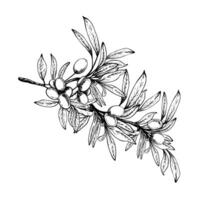 Olive tree branch with leaves and berries fruit. Black and white graphic hand drawn illustration. Botanical clipart for food menu, greeting card, product label Isolated line art from background vector