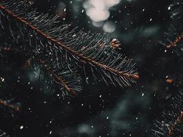 Branch of a tree covered in snow photo