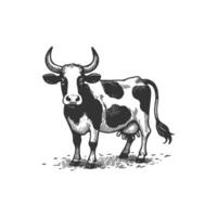 Cow illustration sketch engraving retro style. Isolated on white background vector