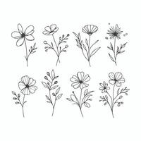 Elegant Floral Sketches in Minimal Line Art Style vector