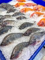 Fresh raw fish in the market for sale photo