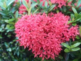 Ixora red flower photo