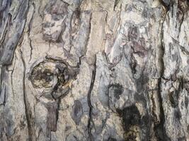 rough surface trunk tree photo