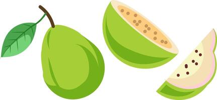 guava fruit illustration, whole and slice vector