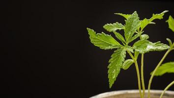 Cannabis seedling in a potted against a black background photo