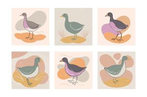 Wild Common Moorhen close up in her habitat. vector