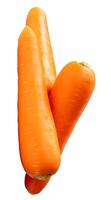 Top view of fresh orange carrot roots in stack isolated on white background with clipping path photo
