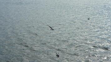 The seagulls flying on the river for the food fed by the people photo