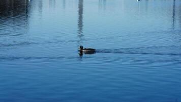 One duck swimming through the peaceful pool photo