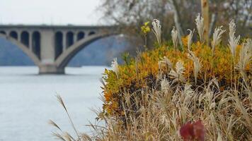One arched bridge cross the wide river in the city of Washington DC photo