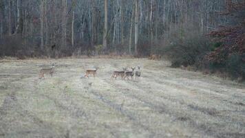 Several wild deers having a dinner in the autumn meadow photo