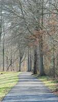 The wild forest view in the countryside of the city in winter photo